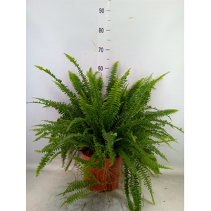 Nephrolepis exal. 'Green Lady'