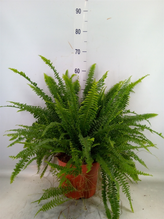 <h4>Nephrolepis exal. 'Green Lady'</h4>