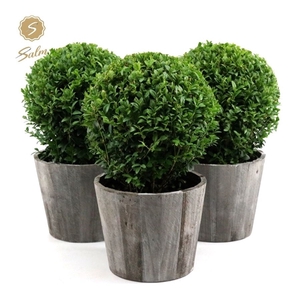 Buxus semp. Ball Ø20cm P17 in Wood