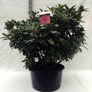 Rhodo. 'Anah Kruschke' pink/purple