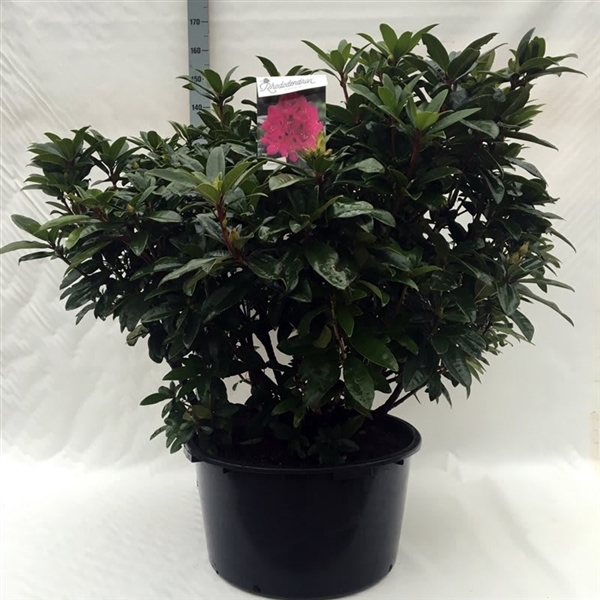 <h4>Rhodo. 'Anah Kruschke' pink/purple</h4>