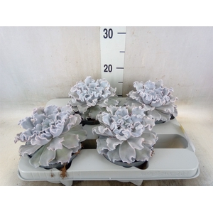 Echeveria   ...