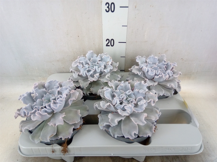 <h4>Echeveria   ...</h4>