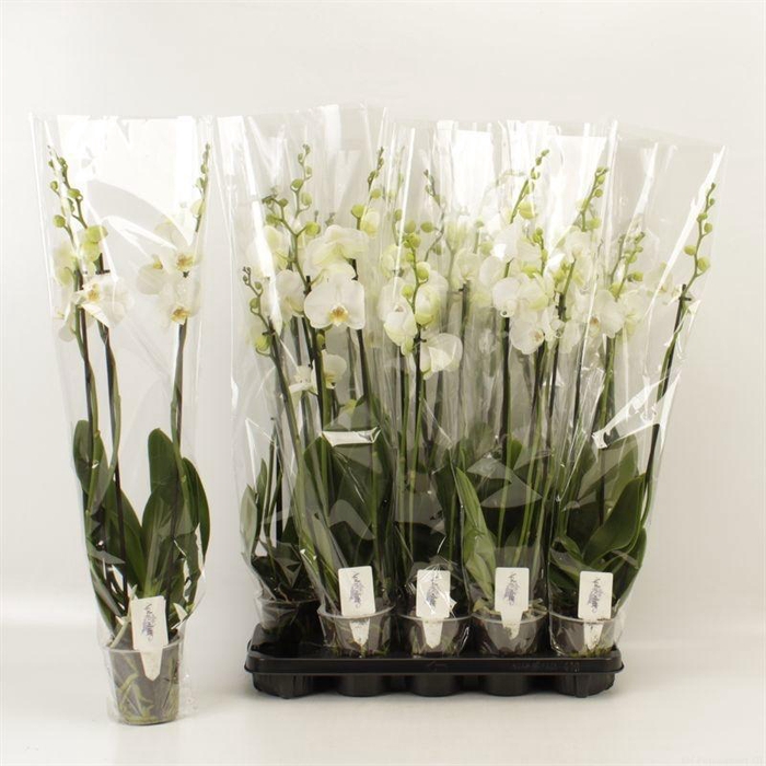 <h4>PHAL OV WIT</h4>