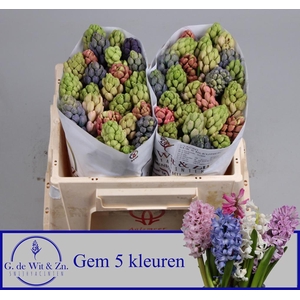 HYAC GEM 5 KLEUREN
