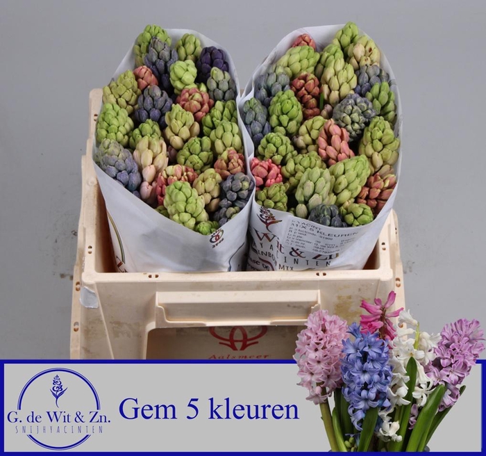 <h4>HYAC GEM 5 KLEUREN</h4>