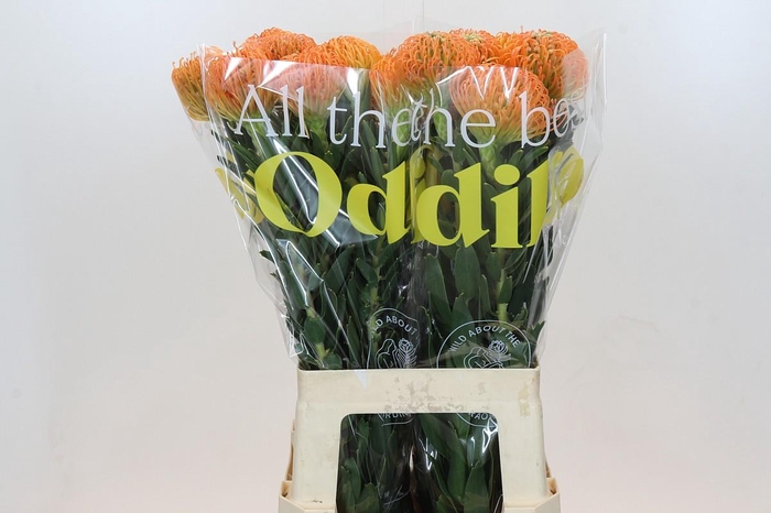 <h4>Nutans Ayoba Peach</h4>