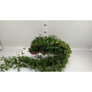 Hedera helix 'Shamrock'