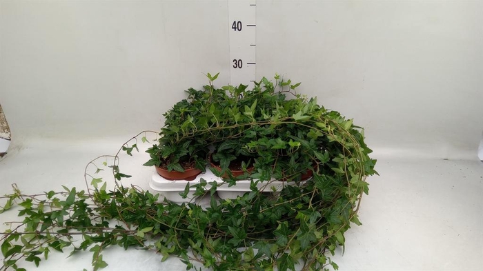 <h4>Hedera helix 'Shamrock'</h4>