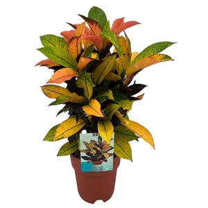 Codiaeum variegatum kleinbladig 'Mrs Iceton'