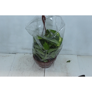 JIBOIA VERDE C21 PENDENTE