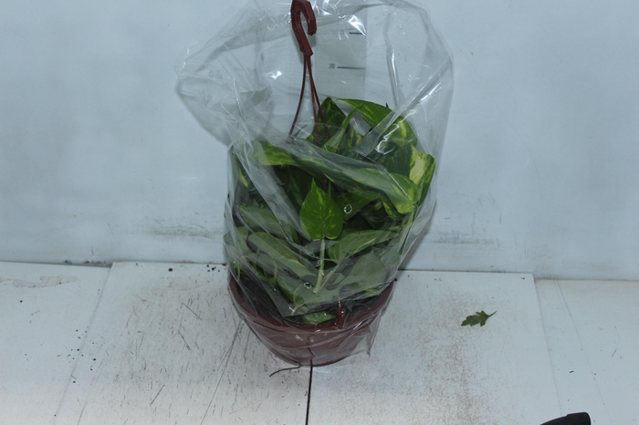 <h4>JIBOIA VERDE C21 PENDENTE</h4>