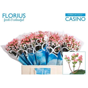 Hyp Coco Casino Florius