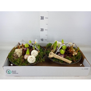 Arr.   Bol/Knolgewas L%