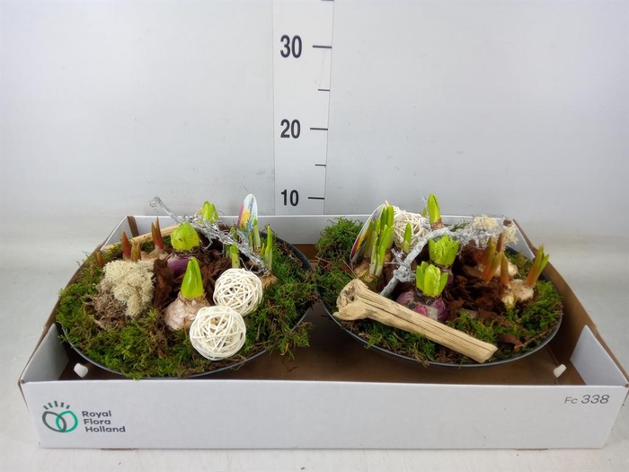 <h4>Arr. Bol/Knolgewas L%</h4>