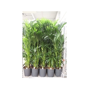 Howea Forsteriana 6pp