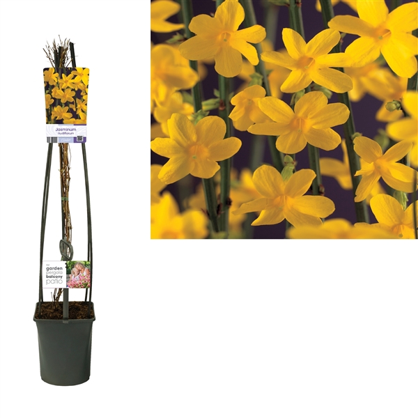 <h4>Jasminum nudiflorum +light label</h4>