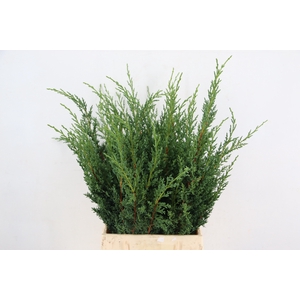 CONIFEER JUNIPERUS BLUE PER BUNCH