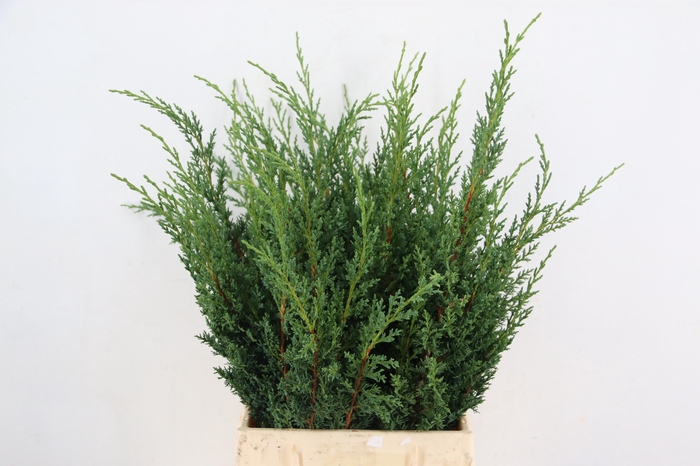 <h4>CONIFEER JUNIPERUS BLUE PER BUNCH</h4>