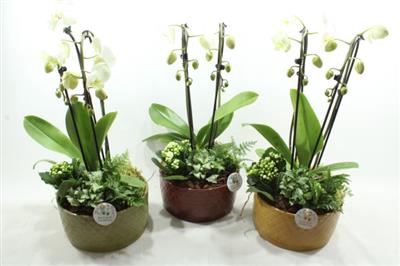 <h4>JT17 IZABELLA AUTUMN CASCADE</h4>