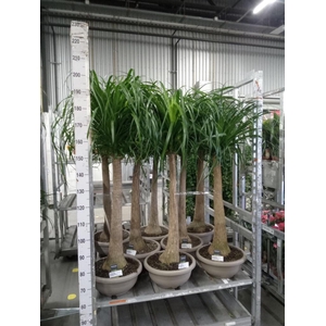 Beaucarnea recurvata