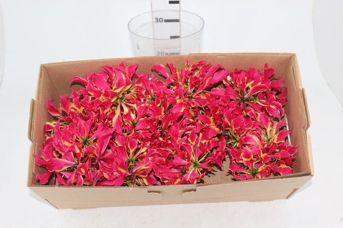 <h4>GLORIOSA FLOR</h4>