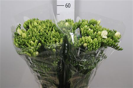 <h4>Freesia DU 'Versailles'</h4>