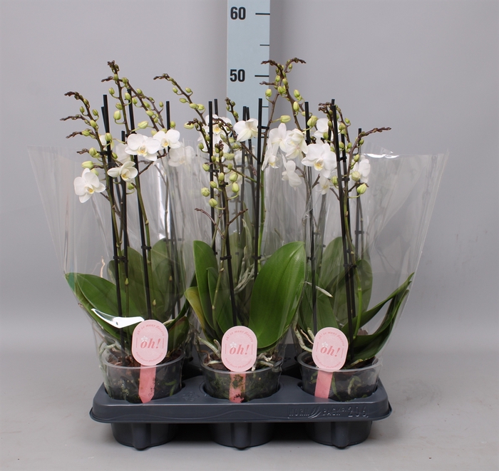 <h4>Phalaenopsis multi.   ...white</h4>