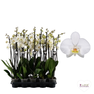 Phalaenopsis Leeds - 3 tak 70cm