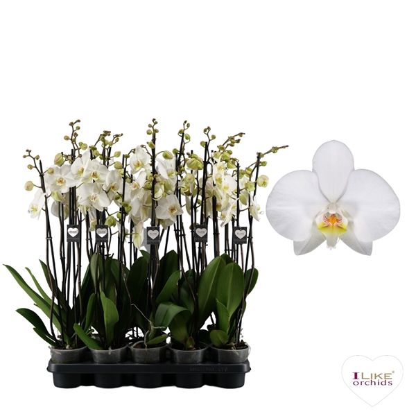 <h4>Phalaenopsis Leeds - 3 tak 80cm</h4>