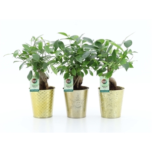 Ficus microcarpa Retusa in Golden Christmas