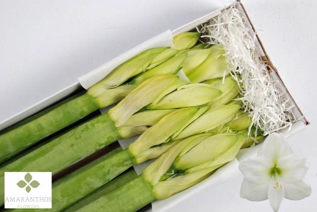 <h4>HIPP GA MONT BLANC</h4>