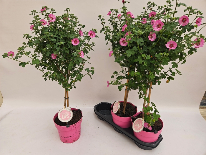 ANIS CAP EL PRINCESS