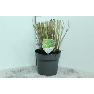 Miscanthus Sinensis Morning Light