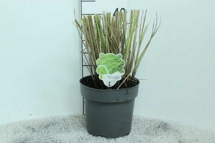 <h4>Miscanthus Sinensis Morning Light</h4>