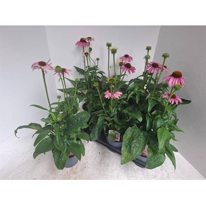 ECHINA SOMBRERO ROSE