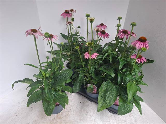 <h4>ECHINA SOMBRERO ROSE</h4>
