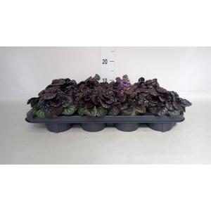 Ajuga reptans   ...
