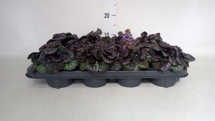 <h4>Ajuga reptans   ...</h4>