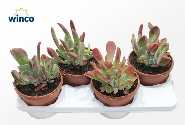 Kalanchoe Oricula (red)