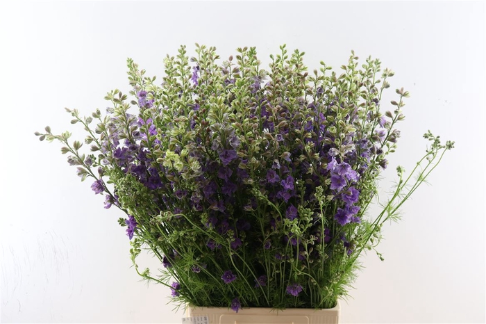 <h4>Cons R Q Violet Lilac 90cm</h4>