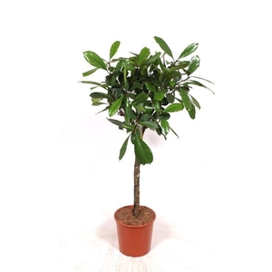 Ficus cyathistipula