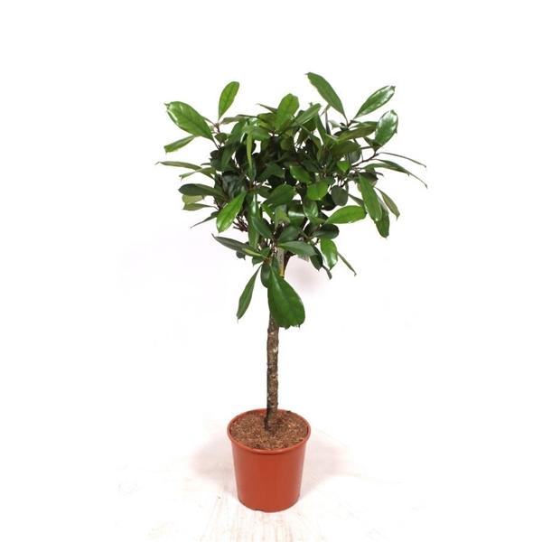 <h4>Ficus cyathistipula</h4>