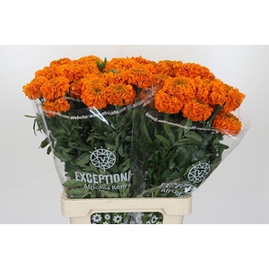 Tagetes Marigold Promise Orange