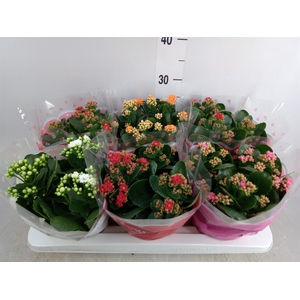 Kalanchoe blos.   ..rosebud mix  4