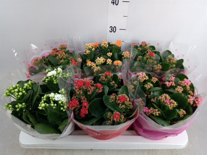 <h4>Kalanchoe blos.   ..rosebud mix  4</h4>