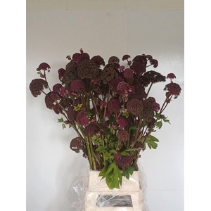 Angelica Gigas