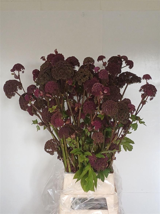 <h4>Angelica Gigas</h4>