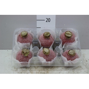 Hippeastrum Wax Snow Red