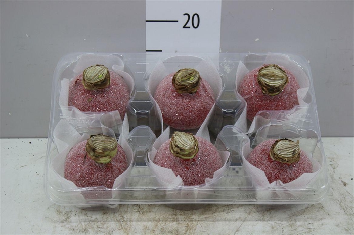 <h4>Hippeastrum Wax Snow Red</h4>